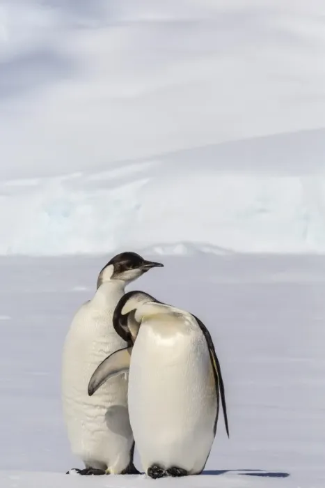 Framed Print : Recently fledged emperor penguins (Aptenodytes forsteri), Enterprise Islands, Antarctica, Southern Ocean, Polar Regions Framed Print : Recently fledged emperor penguins (Aptenodytes forsteri), Enterprise Islands, Antarctica, Southern Ocean, Polar Regions