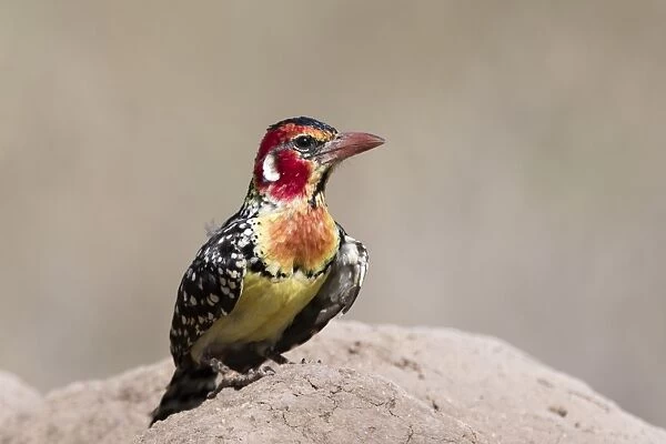 A red-and-yellow barbet (Trachyphonus erythrocephalus) on a termite mound, Tsavo