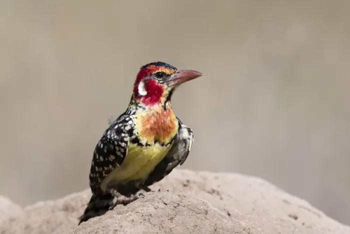 Framed Print : A red-and-yellow barbet (Trachyphonus erythrocephalus) on a termite mound, Tsavo Framed Print : A red-and-yellow barbet (Trachyphonus erythrocephalus) on a termite mound, Tsavo