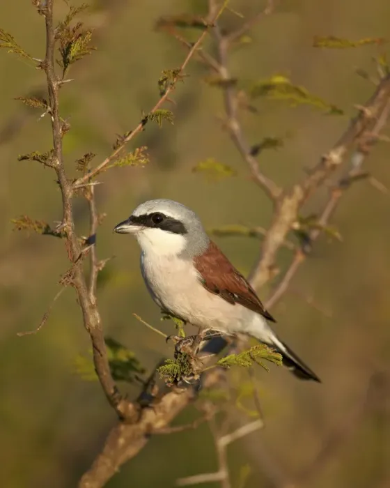 Framed Print : Red-Backed Shrike (Lanius collurio), Kruger National Park, South Africa, Africa Framed Print : Red-Backed Shrike (Lanius collurio), Kruger National Park, South Africa, Africa