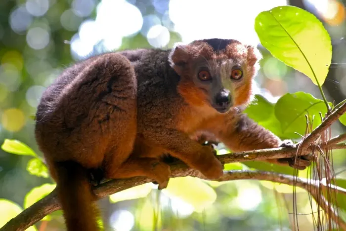 Framed Print : Red-bellied lemur (Eulemur rubriventer), Ivoloina National Park, Toamasina Framed Print : Red-bellied lemur (Eulemur rubriventer), Ivoloina National Park, Toamasina