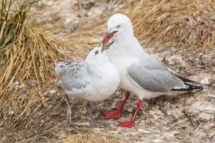 Framed Print : Red-billed gull (Chroicocephalus scopulinus) feeding chick near Dunedin, South Island, New Zealand, Pacific Framed Print : Red-billed gull (Chroicocephalus scopulinus) feeding chick near Dunedin, South Island, New Zealand, Pacific
