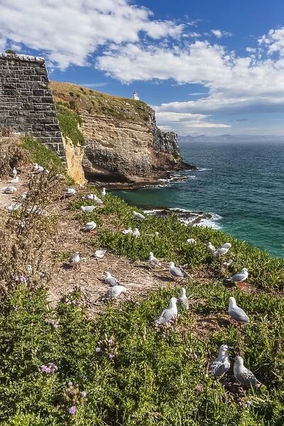 Red-billed gulls (Chroicocephalus scopulinus), breeding colony near Dunedin, Otago, South Island, New Zealand, Pacific