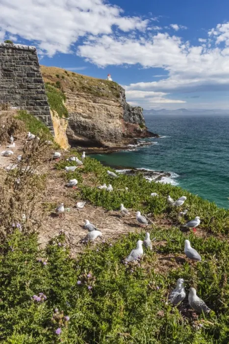 Framed Print : Red-billed gulls (Chroicocephalus scopulinus), breeding colony near Dunedin, Otago, South Island, New Zealand, Pacific Framed Print : Red-billed gulls (Chroicocephalus scopulinus), breeding colony near Dunedin, Otago, South Island, New Zealand, Pacific