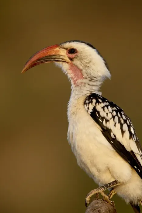 Framed Print : Red-billed hornbill (Tockus erythrorhynchus), Samburu National Reserve Framed Print : Red-billed hornbill (Tockus erythrorhynchus), Samburu National Reserve