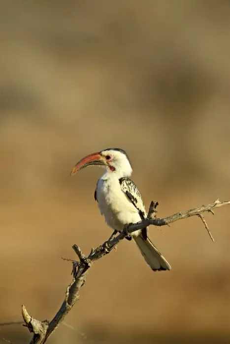 Framed Print : Red-billed hornbill (Tockus erythrorhynchus), Samburu National Reserve Framed Print : Red-billed hornbill (Tockus erythrorhynchus), Samburu National Reserve