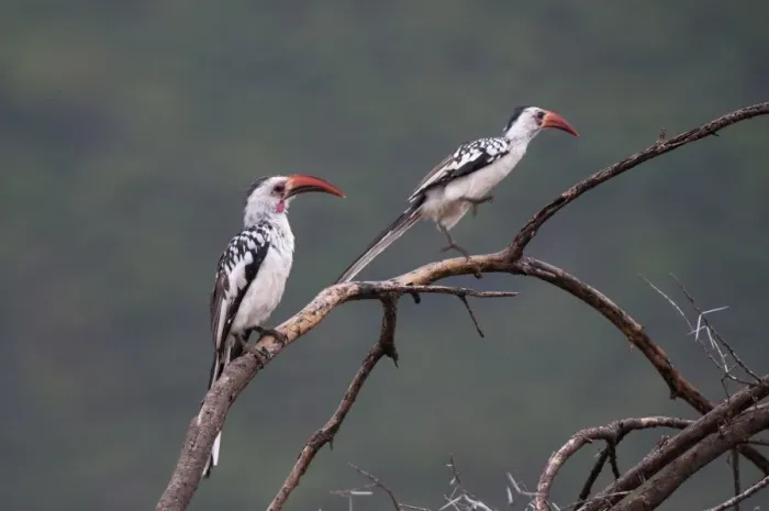 Framed Print : Red-billed hornbills (Tockus enythrorhynchus), Samburu National Park, Kenya Framed Print : Red-billed hornbills (Tockus enythrorhynchus), Samburu National Park, Kenya