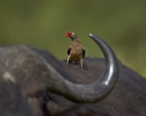 Red-billed Oxpecker (Buphagus erythrorhynchus), Kruger National Park, South Africa, Africa