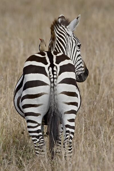 Red-Billed Oxpecker (Buphagus erythrorhynchus) on a Grants Zebra (Plains Zebra)