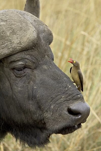 Red-billed oxpecker (Buphagus erythrorhynchus) and Cape buffalo (African buffalo)