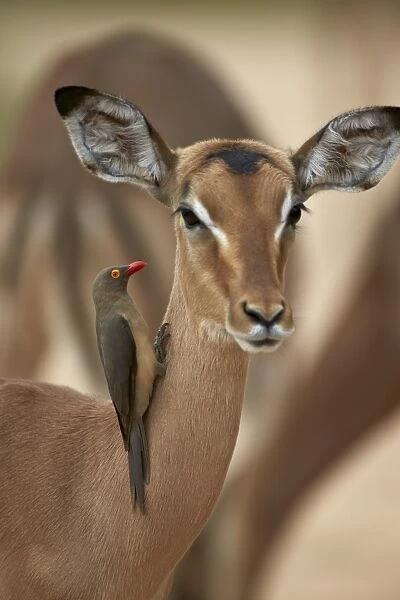 Red-billed oxpecker (Buphagus erythrorhynchus) on a female impala (Aepyceros melampus), Kruger National Park, South Africa, Africa