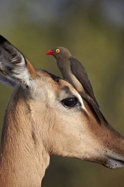 Red-Billed Oxpecker (Buphagus erythrorhynchus) on an Impala, Kruger National Park, South Africa