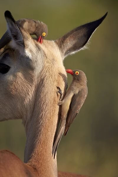 Two red-billed oxpecker (Buphagus erythrorhynchus) on an impala, Kruger National Park, South Africa, Africa
