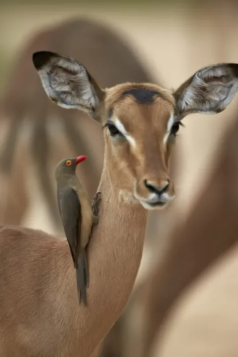 Framed Print : Red-billed oxpecker (Buphagus erythrorhynchus) on a female impala (Aepyceros melampus), Kruger National Park, South Africa, Africa Framed Print : Red-billed oxpecker (Buphagus erythrorhynchus) on a female impala (Aepyceros melampus), Kruger National Park, South Africa, Africa