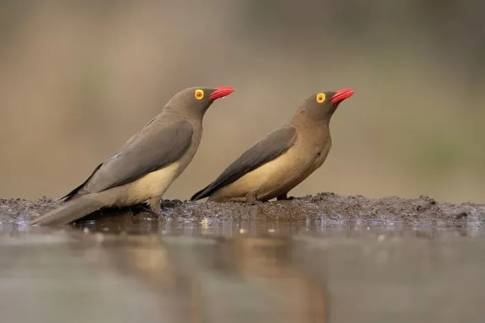 Framed Print : Red-billed oxpeckers (Buphagus erythrorynchus), Zimanga game reserve, South Africa Framed Print : Red-billed oxpeckers (Buphagus erythrorynchus), Zimanga game reserve, South Africa