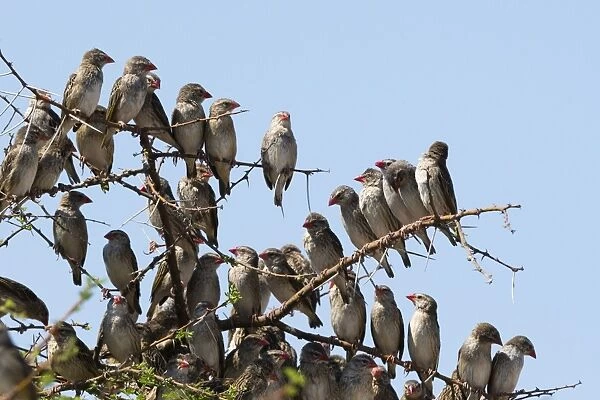 A red-billed quelea flock (Quelea quelea) perched on a tree, Botswana, Africa