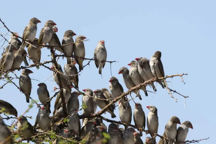 Framed Print : A red-billed quelea flock (Quelea quelea) perched on a tree, Botswana, Africa Framed Print : A red-billed quelea flock (Quelea quelea) perched on a tree, Botswana, Africa