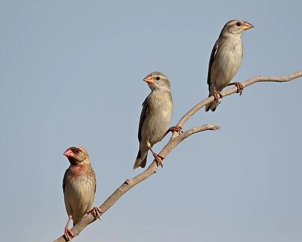 Three red-billed quelea (Quelea quelea), Kgalagadi Transfrontier Park, encompassing the former Kalahari Gemsbok National Park, South