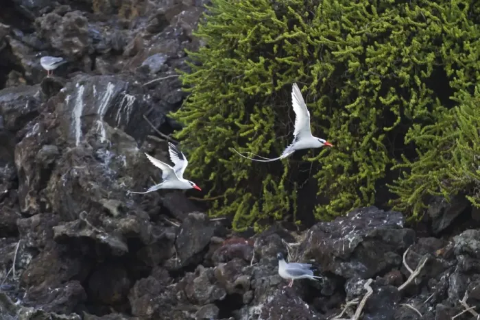 Framed Print : Red-billed tropicbirds (Phaethon aethereus), Punta Pitt, San Cristobal Island, Galapagos Islands, UNESCO World Heritage Site, Ecuador, South America Framed Print : Red-billed tropicbirds (Phaethon aethereus), Punta Pitt, San Cristobal Island, Galapagos Islands, UNESCO World Heritage Site, Ecuador, South America