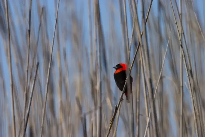 Framed Print : Red Bishop Framed Print : Red Bishop