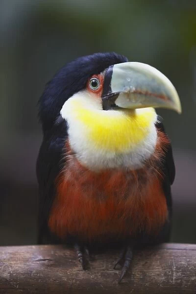 Red-breasted toucan at Parque das Aves (Bird Park), Iguacu, Parana, Brazil, South America