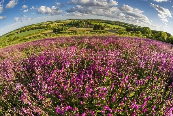 Red campion (Silene dioica) flowering mass, growing on arable farmland in May, evening sunlight