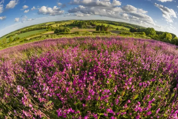 Framed Print : Red campion (Silene dioica) flowering mass, growing on arable farmland in May, evening sunlight Framed Print : Red campion (Silene dioica) flowering mass, growing on arable farmland in May, evening sunlight