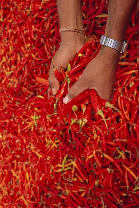 Framed Print : Red chilli peppers Framed Print : Red chilli peppers