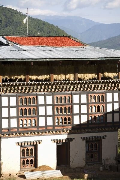 Red chillies drying on the roof of a typical house, Paro, Bhutan, Asia