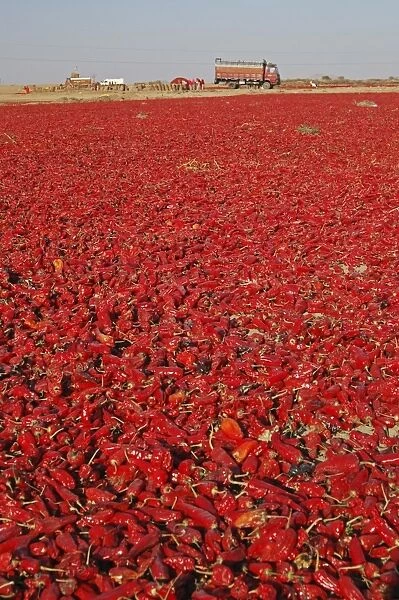 Red chillies laid out to dry in the sun and lorries waiting to be loaded