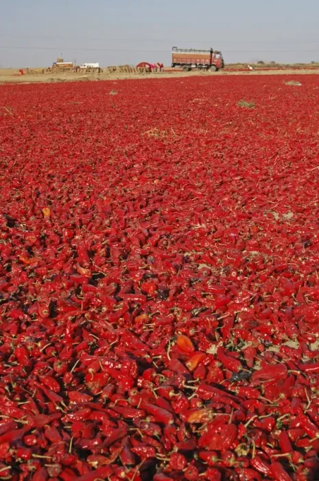 Framed Print : Red chillies laid out to dry in the sun and lorries waiting to be loaded Framed Print : Red chillies laid out to dry in the sun and lorries waiting to be loaded