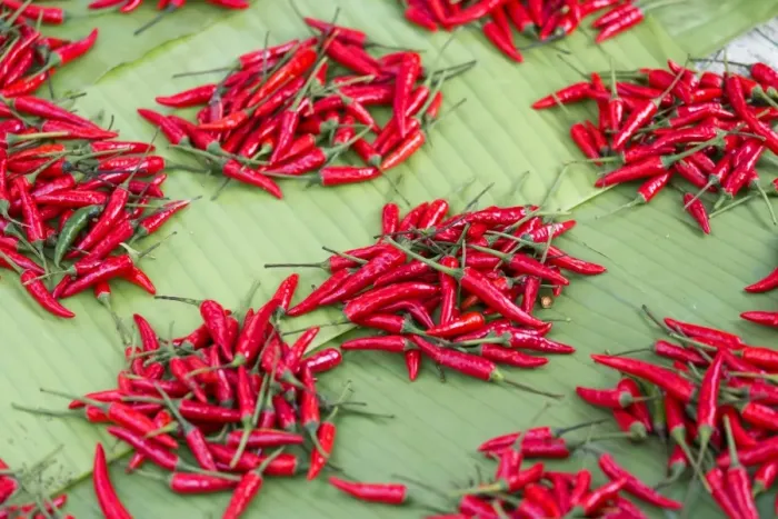 Framed Print : Red chillies on sale in town market, Kengtung (Kyaingtong), Shan State, Myanmar (Burma), Asia Framed Print : Red chillies on sale in town market, Kengtung (Kyaingtong), Shan State, Myanmar (Burma), Asia