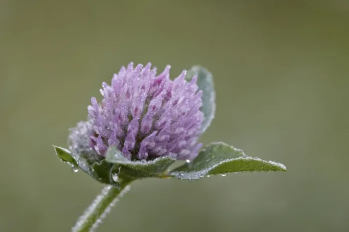 Framed Print : Red clover (Trifolium pratense), Waterton Lakes National Park, Alberta, Canada, North America Framed Print : Red clover (Trifolium pratense), Waterton Lakes National Park, Alberta, Canada, North America