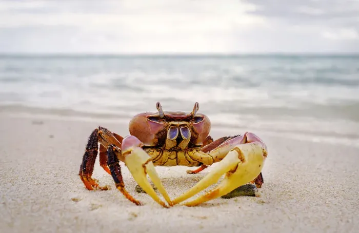 Framed Print : Red crab, Cocos (Keeling) Islands, Indian Ocean, Asia Framed Print : Red crab, Cocos (Keeling) Islands, Indian Ocean, Asia