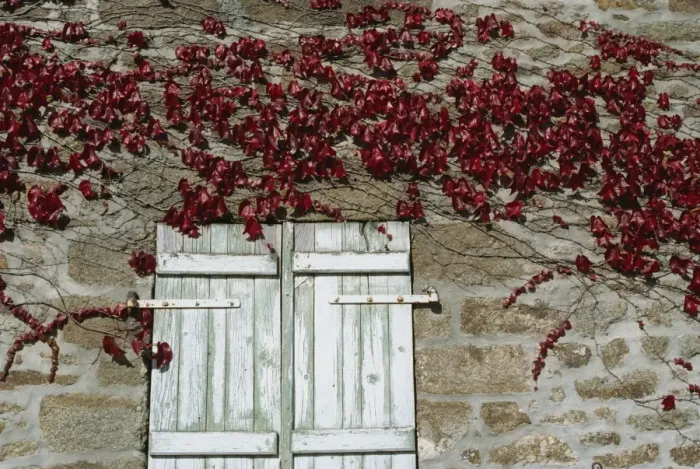 Framed Print : Red creeper around shutters on a stone house in the Rhone Alpes in France, Europe Framed Print : Red creeper around shutters on a stone house in the Rhone Alpes in France, Europe