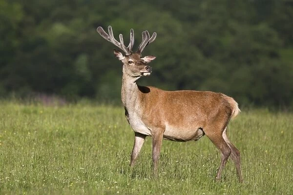 Red deer (Cervus elaphus) stag
