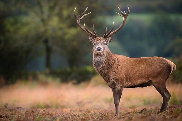 Red deer (cervus elaphus) stag during rut in September, United Kingdom, Europe