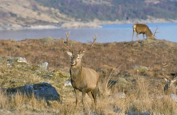 Red deer in the Highlands