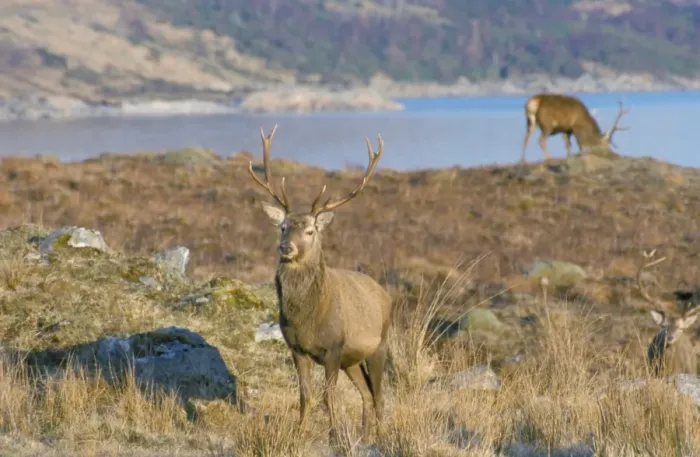 Framed Print : Red deer in the Highlands Framed Print : Red deer in the Highlands
