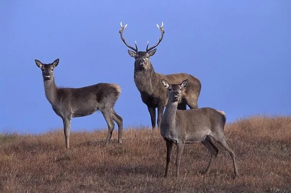 Red deer, Isle of Harris