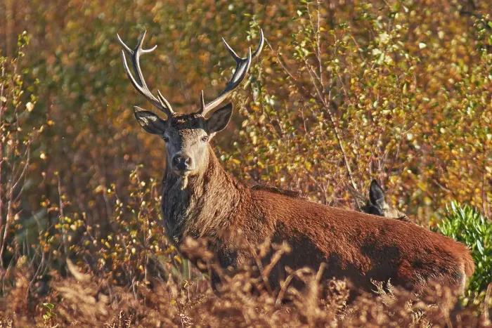 Framed Print : A Red Deer stag (Cervus elaphus), in bracken in Exmoor countryside, near Dunster, Exmoor National Park, Somerset, England, United Kingdom, Europe Framed Print : A Red Deer stag (Cervus elaphus), in bracken in Exmoor countryside, near Dunster, Exmoor National Park, Somerset, England, United Kingdom, Europe