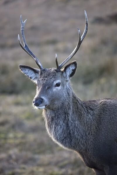 Red deer stag, Rannoch Moor, near Fort William, Highland, Scotland, United Kingdom