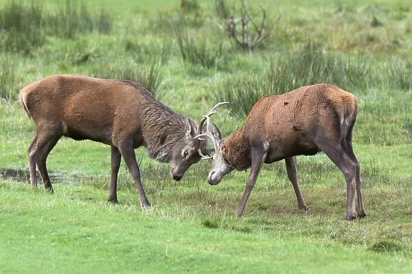 Red deer stags sparring (Cervus elaphus), Arran, Scotland, United Kingdom, Europe
