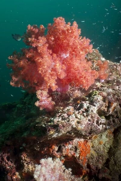Red dendronephthya, soft coral, SouthernThailand, Andaman Sea, Indian Ocean, Southeast Asia, Asia
