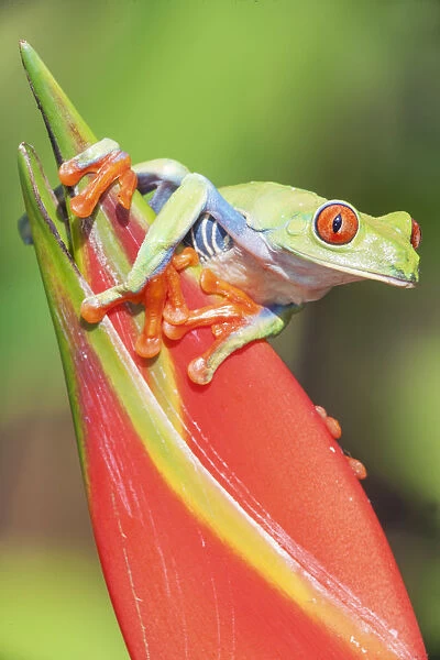 Red eyed tree frog (Agalychins callydrias) on red flower, Sarapiqui, Costa Rica