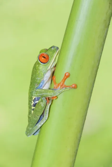 Framed Print : Red eyed tree frog (Agalychins callydrias) climbing green stem, Sarapiqui, Costa Rica