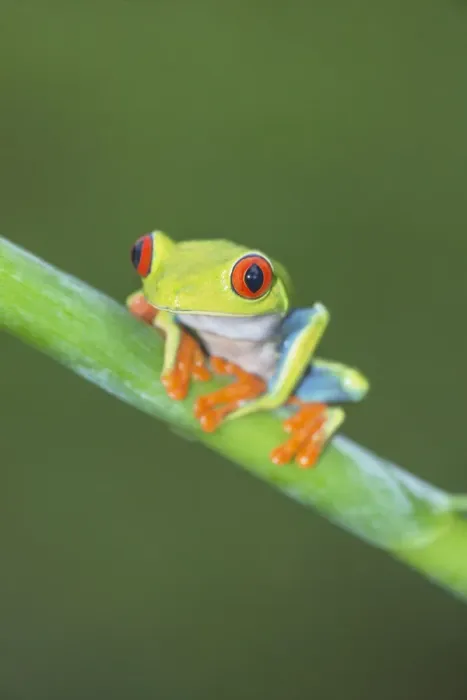 Framed Print : Red eyed tree frog (Agalychins callydrias) on green stem, Sarapiqui, Costa Rica