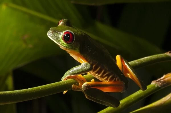 Red-eyed tree frog (Agalychnis callidryas), Manuel Antonio National Park, Costa Rica, Central America