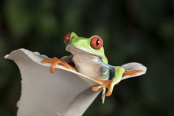 Red Eyed Tree Frog (Agalychnis Callidryas), captive, Colombia, South America