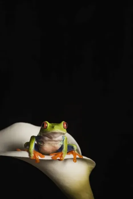 Framed Print : Red eyed tree frog (Agalychnis Callidryas), captive, United Kingdom, Europe Framed Print : Red eyed tree frog (Agalychnis Callidryas), captive, United Kingdom, Europe